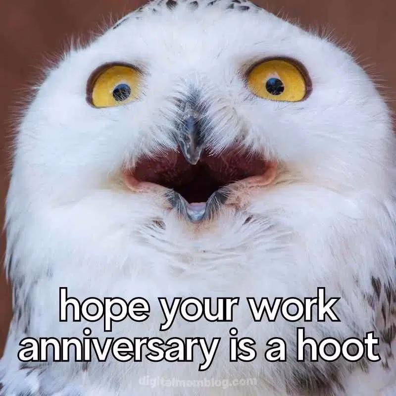 Owl work anniversary meme