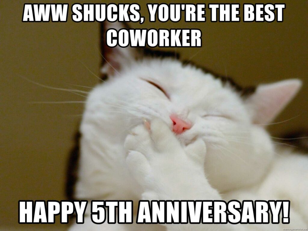 Work anniversary cat meme